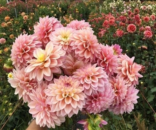 春暖花开的朋友圈唯美句子