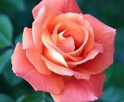 三八妇女节朋友圈文案 三八节发朋友圈的句子