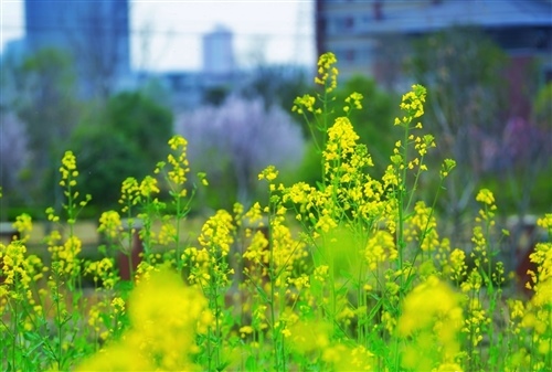 看油菜花的说说一句话 油菜花发朋友圈配的文字