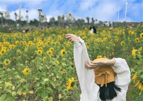 向日葵正能量的经典句子 向日葵励志经典语录