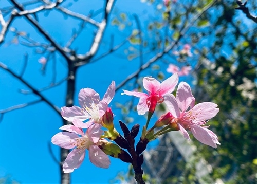 形容蓝天很美的句子 写天蓝的唯美简短句子