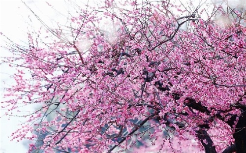 赞美春天百花齐放的句子