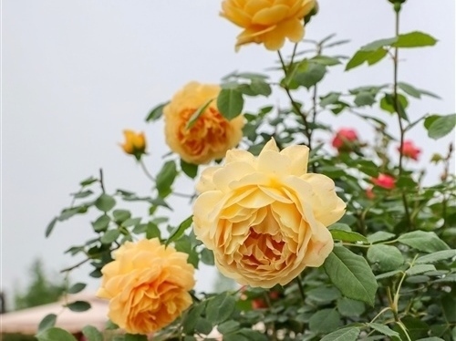 赞美春天百花齐放的句子