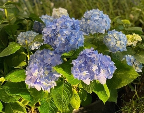 表达有妈才有家的句子