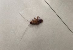 害怕蟑螂的朋友圈说说