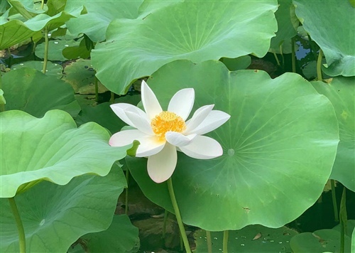 荷花发朋友圈怎么写