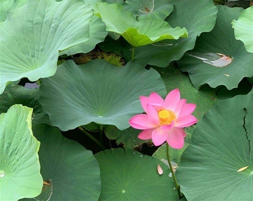 荷花发朋友圈怎么写