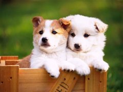 感恩有个好老公的句子
