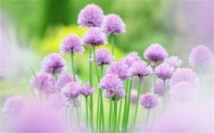 朋友圈花开花落的说说