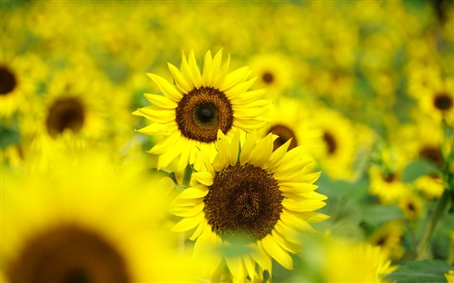 晒太阳补钙的幽默说说