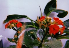 家里养的花开花的说说 养的花开了的心情说说