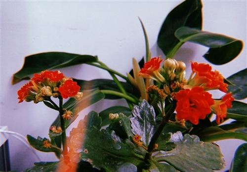 家里养的花开花的说说 养的花开了的心情说说