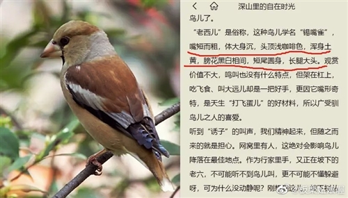 保护鸟类的宣传标语