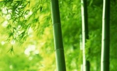 关于竹子的诗句古诗