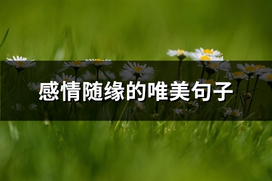 感情随缘的唯美句子(优选94句)