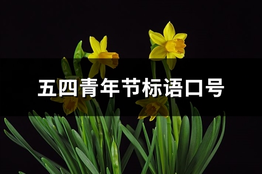 五四青年节标语口号